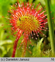 Drosera rotundifolia (rosiczka okrągłolistna)