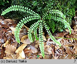 Asplenium trichomanes (zanokcica skalna)