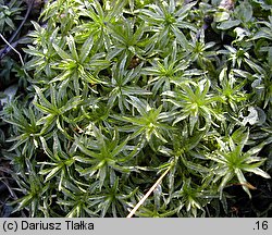 Atrichum undulatum (żurawiec falisty)