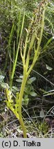 Botrychium matricariifolium (podejźrzon marunowy)