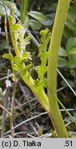 Botrychium matricariifolium (podejźrzon marunowy)