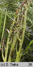 Botrychium matricariifolium (podejźrzon marunowy)