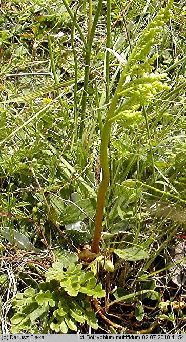 Botrychium multifidum (podejźrzon rutolistny)