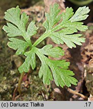 Botrychium virginianum (podejźrzon wirginijski)