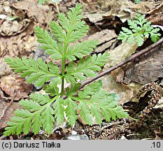 Botrychium virginianum (podejźrzon wirginijski)