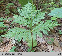 Botrychium virginianum (podejźrzon wirginijski)