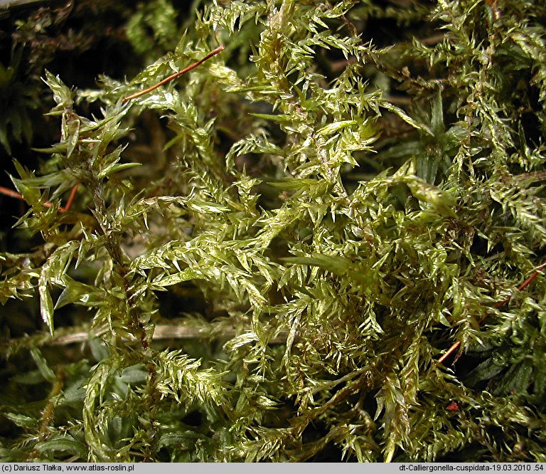 Calliergonella cuspidata (mokradłoszka zaostrzona)