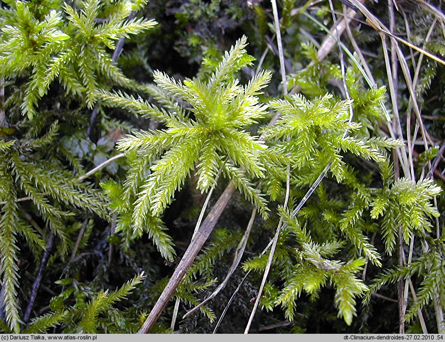 Climacium dendroides (drabik drzewkowaty)