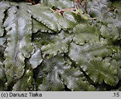 Conocephalum conicum (stożka ostrokrężna)