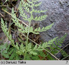 Cystopteris fragilis (paprotnica krucha)