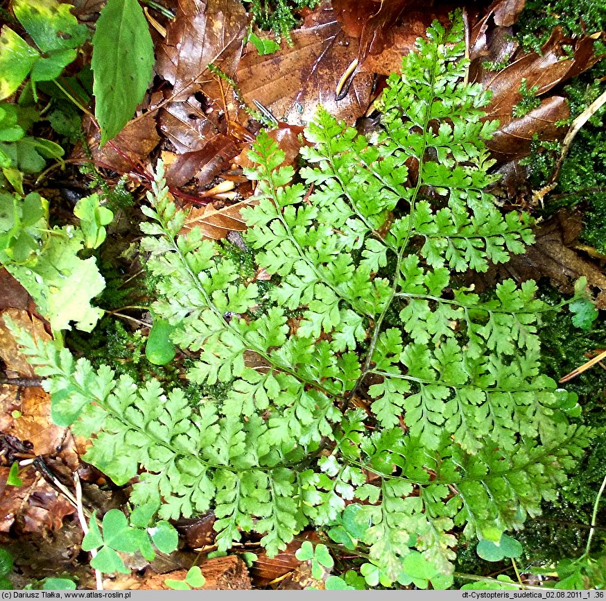 Cystopteris sudetica (paprotnica sudecka)