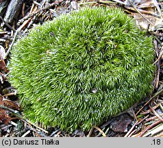 Dicranella heteromalla (widłoząbek włoskowy)