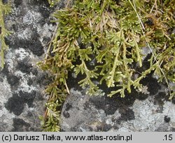 Diphasiastrum alpinum (widlicz alpejski)