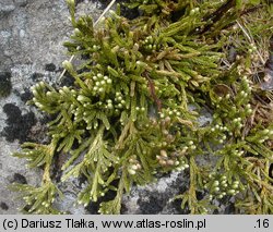 Diphasiastrum alpinum (widlicz alpejski)