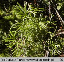 Diphasiastrum complanatum (widlicz spłaszczony)