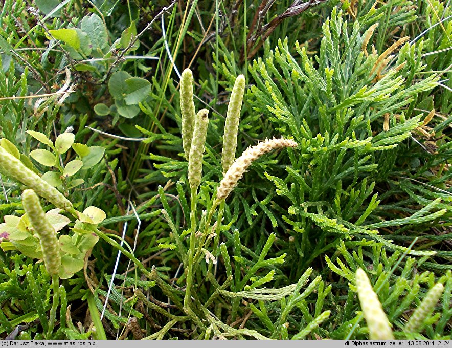 Diphasiastrum zeilleri (widlicz Zeillera)