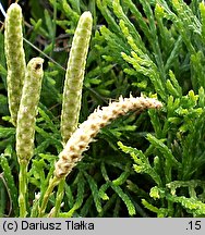 Diphasiastrum zeilleri (widlicz Zeillera)