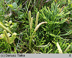 Diphasiastrum zeilleri (widlicz Zeillera)