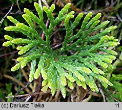 Diphasiastrum zeilleri (widlicz Zeillera)