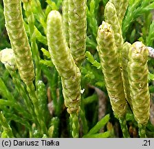 Diphasiastrum zeilleri (widlicz Zeillera)