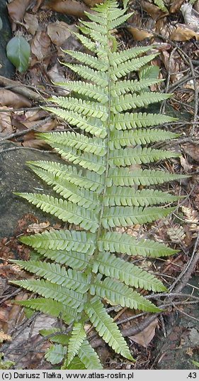 Dryopteris borreri (nerecznica Borrera)