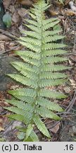 Dryopteris borreri (nerecznica Borrera)