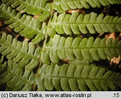 Dryopteris borreri (nerecznica Borrera)