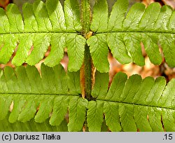 Dryopteris borreri (nerecznica Borrera)