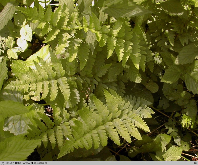 Dryopteris cristata (nerecznica grzebieniasta)