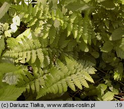 Dryopteris cristata (nerecznica grzebieniasta)