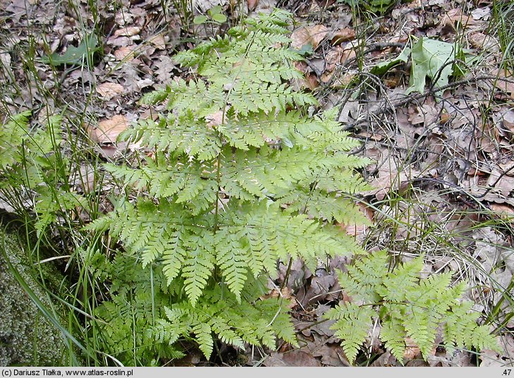 Dryopteris expansa (nerecznica górska)