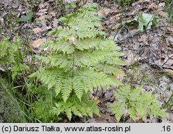 Dryopteris expansa (nerecznica górska)