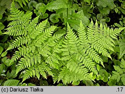 Dryopteris expansa (nerecznica górska)