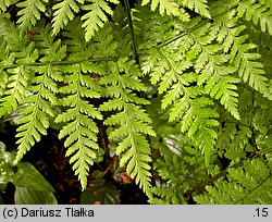 Dryopteris expansa (nerecznica górska)