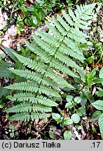 Dryopteris remota (nerecznica pośrednia)