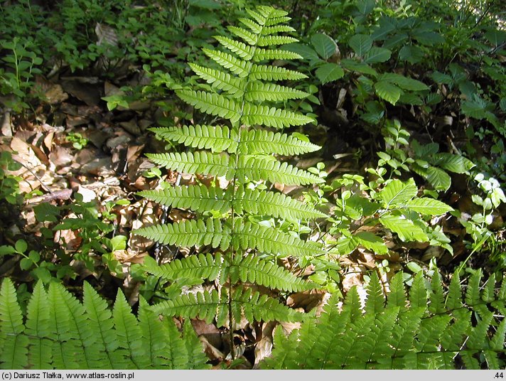 Dryopteris remota (nerecznica pośrednia)