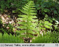 Dryopteris remota (nerecznica pośrednia)