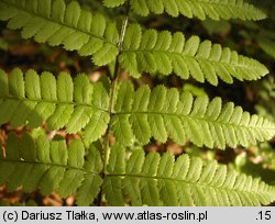 Dryopteris remota (nerecznica pośrednia)