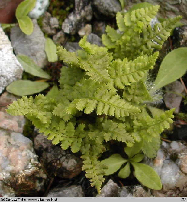 Dryopteris villarii