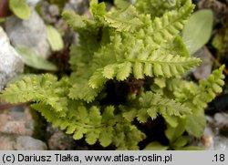 Dryopteris villarii