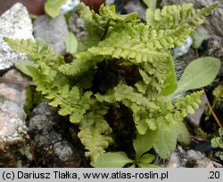 Dryopteris villarii