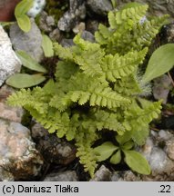 Dryopteris villarii