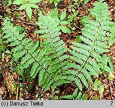 Dryopteris borreri (nerecznica Borrera)