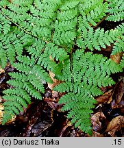 Dryopteris expansa (nerecznica górska)