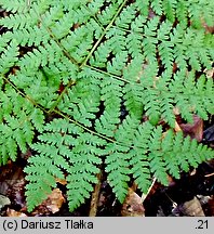 Dryopteris expansa (nerecznica górska)