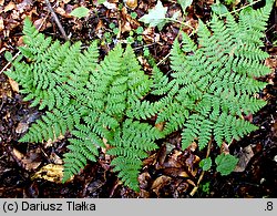 Dryopteris expansa (nerecznica górska)