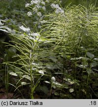 Equisetum arvense (skrzyp polny)