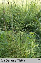 Equisetum ×litorale (skrzyp pośredni)