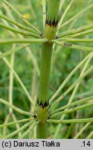 Equisetum ×litorale (skrzyp pośredni)