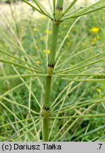 Equisetum ×litorale (skrzyp pośredni)